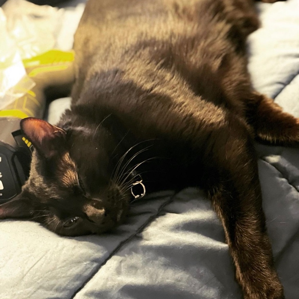 Cat Friendly Home